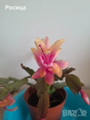 коледничета , снимка 4 - Стайни растения - 53474795