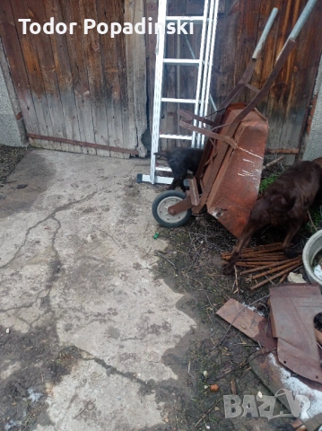 Куче дратхар срешно, снимка 4 - Дратхаар - 53128897