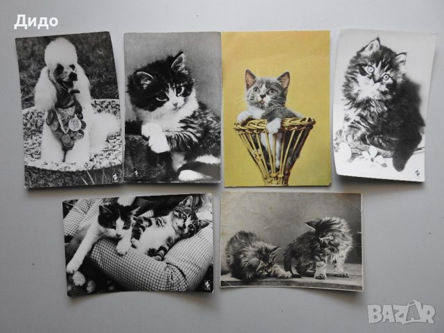 Лот 6 бр. стари снимки картички котки куче животни