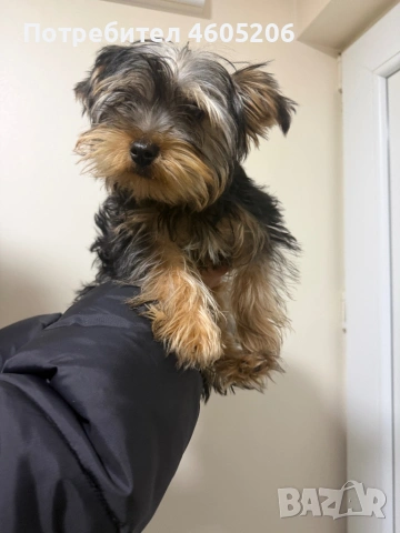 Йоркширски териер (йорки), снимка 2 - Йоркширски териер - 53580004