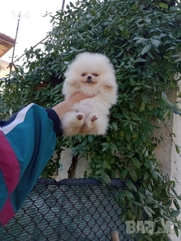 Миниатюрен мини Померан., снимка 4 - Померан - 52854083