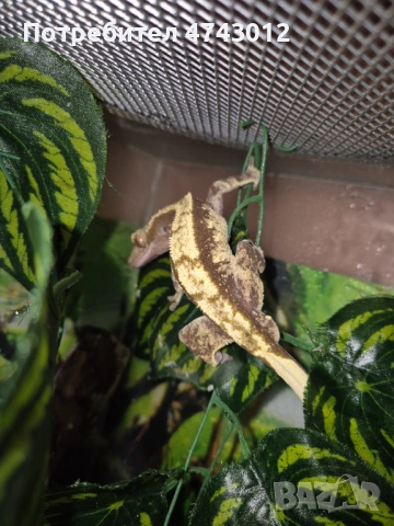  Ресничест бананояден гекон (Rhacodactylus ciliatus), снимка 2 - Гекон - 53540739