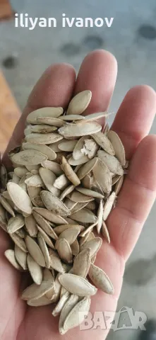 Тиквено семе тиквени семки, снимка 3 - Прасета - 48076932