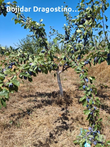 Продавам овошна градина 6 дка, снимка 2 - Парцели - 50527129