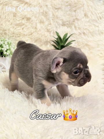 Lilac Tan френски булдог , снимка 3 - Френски булдог - 53437555