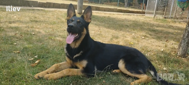 Немска овчарка , снимка 3 - Немска овчарка - 48434024