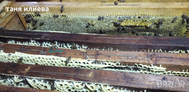 Чист пчелен мед, снимка 4 - Други животни - 35052724