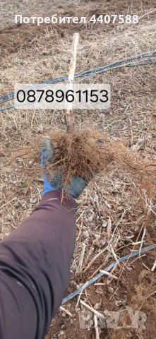 Разсад малини , снимка 15 - Разсади - 49562478