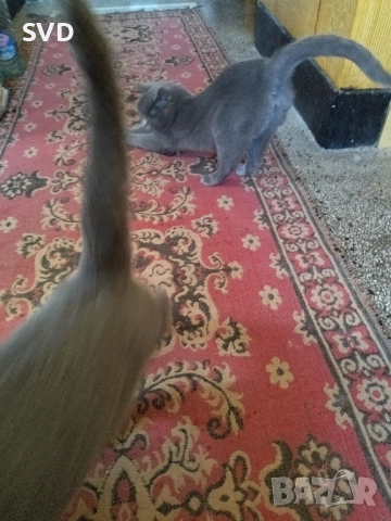 Британска Късокосместа 