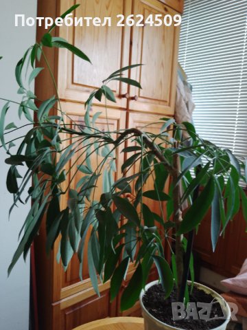 Нестандартна Шефлера, снимка 4 - Стайни растения - 37483803