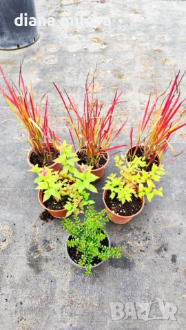 Промо пакет от 6 бр студоустойчиви растения, снимка 12 - Градински цветя и растения - 52111446