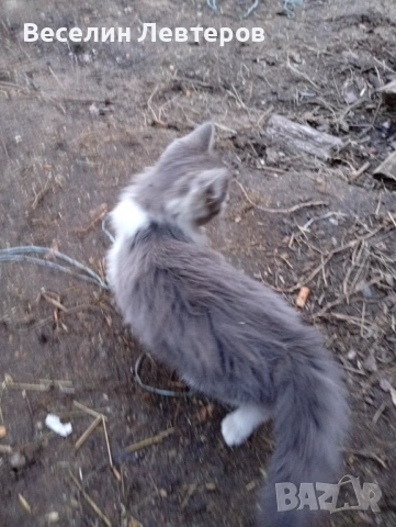 Продавам две котета , снимка 3 - Руска синя котка - 53160786