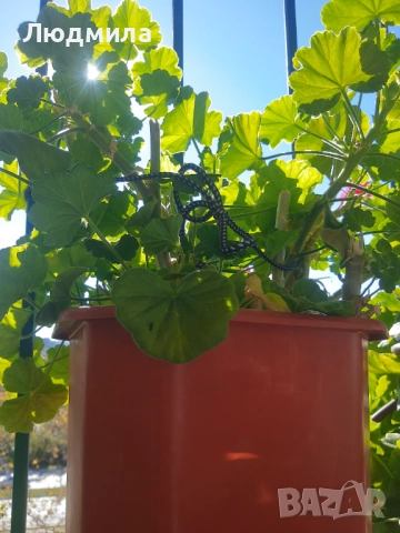 Мушкато,много богати,големи сандъчета с над 10 корена,последни бройки., снимка 3 - Стайни растения - 52235443