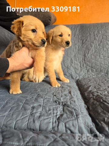 Голдън ретривър, снимка 2 - Голдън ретривър - 53024926