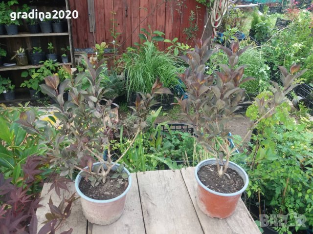 Вайгела  - Налични 4 вида, снимка 9 - Разсади - 42940747