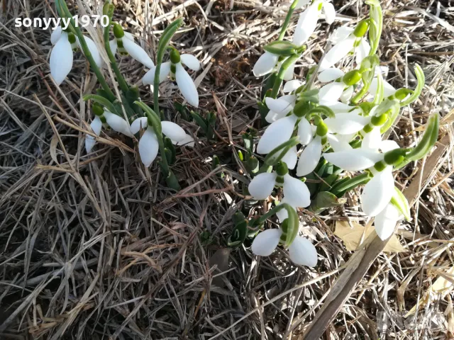 лот кокиченца с луковици в саксия с пръст-2025г 3001251838, снимка 6 - Градински цветя и растения - 48897233