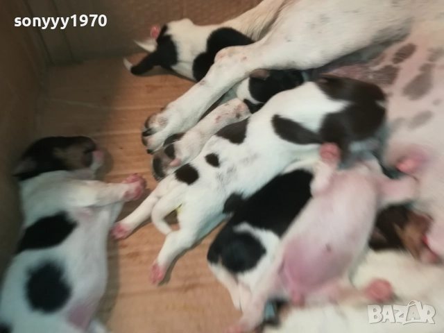 ДЖАК РЪСЕЛ-КУЧЕНЦА 2208250727, снимка 8 - Джак ръсел териер - 51449340