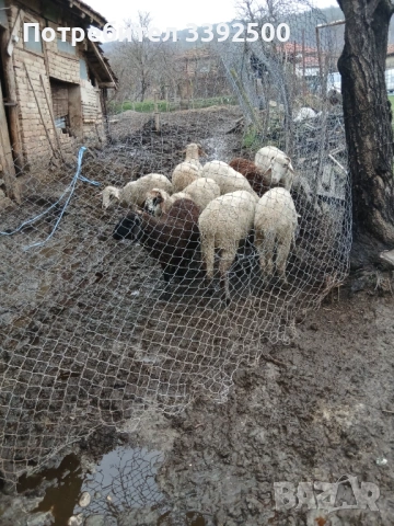 Мъжки Шилета, снимка 3 - Овце - 53296701