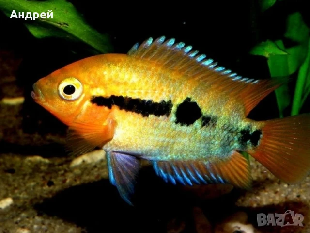 Herotilapia multispinosa, снимка 3 - Рибки - 50629625