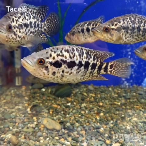 Ягуари 10-15см