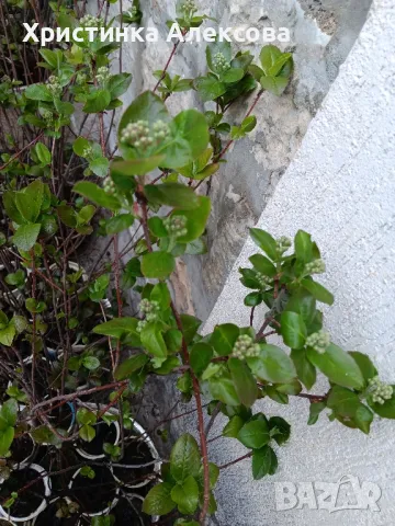Разсад арония фиданки , снимка 3 - Разсади - 38606144