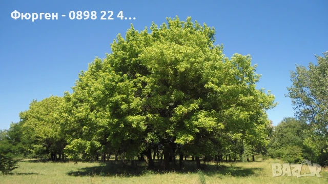 Ясенолистен явор, снимка 2 - Разсади - 51394295