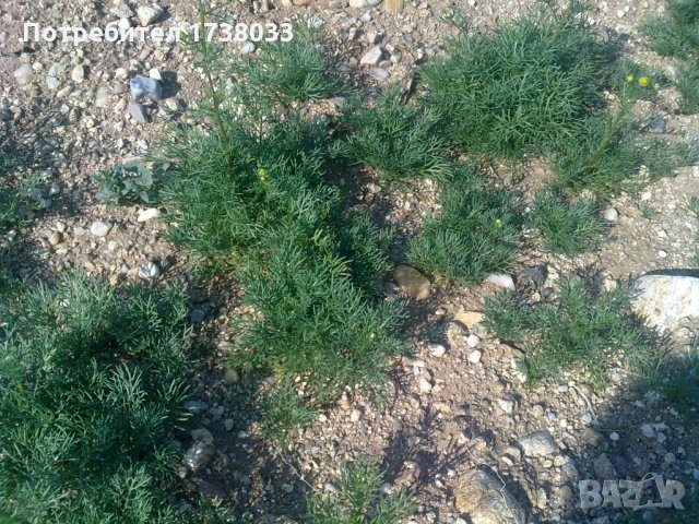 Семена Лайка сортове Лазур и Средец Matricaria chamomilla, снимка 1 - Сортови семена и луковици - 22694778