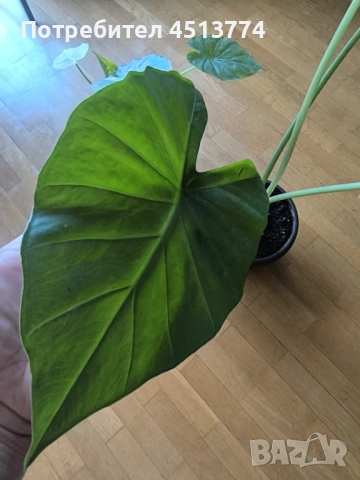 Трилистници