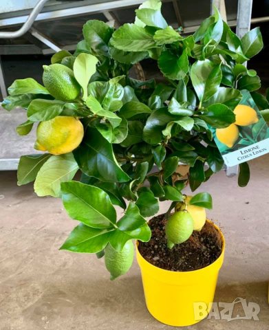   Лимон Лимонови дръвчета ,лимон дръвче цена, снимка 2 - Градински цветя и растения - 36625824