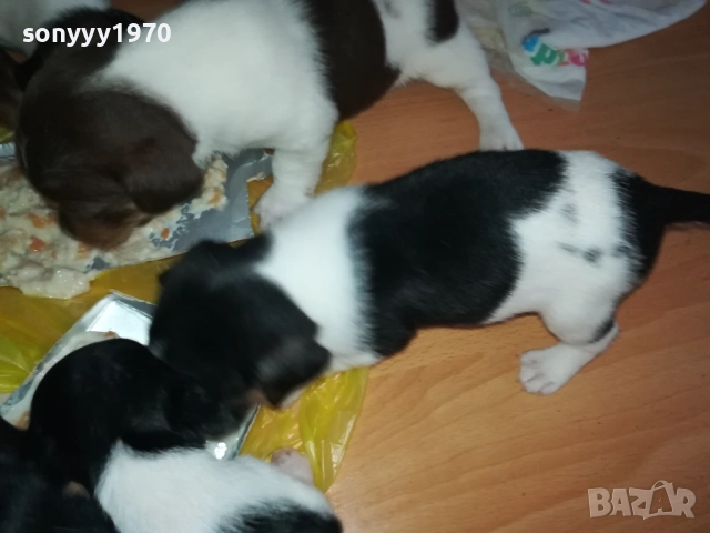 джак ръсел-кученце по избор 250лв за брой 1809250756, снимка 15 - Джак ръсел териер - 51752344