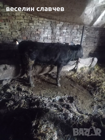 Млади крави, снимка 3 - Крави - 52720543