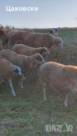  Заплодени овце, снимка 2 - Овце - 52540156