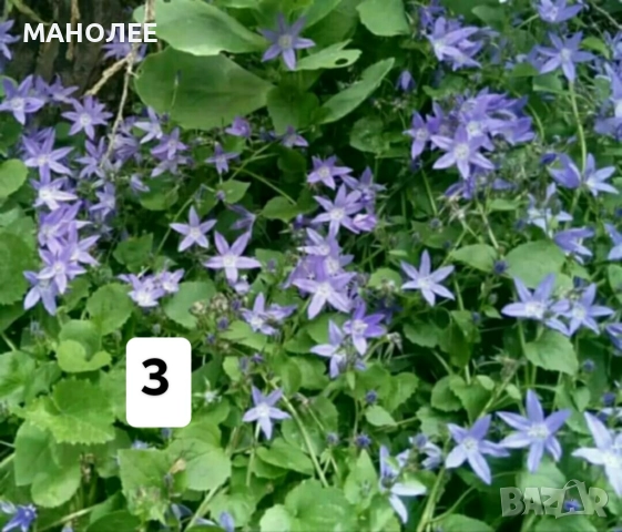 Цветя - 10 НЕЗАСАДЕНИ КОРЕНА В ЕДИН ПАКЕТ /видове по избор/ ЗА 20 ЛВ., снимка 4 - Градински цветя и растения - 51626278