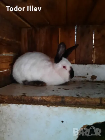 Продавам зайци 