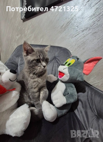 Британско таби. , снимка 12 - Британска късокосместа - 53250363