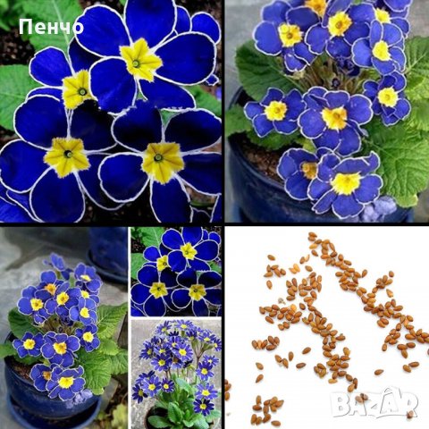 100 бр редки семена от цвете цветя синя вечерна иглика лесни за засаждане в градината градински деко, снимка 7 - Стайни растения - 28091369