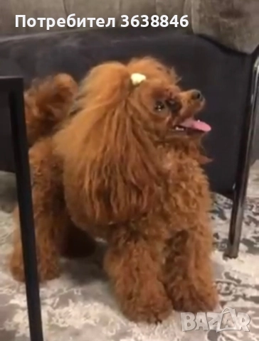 Той пудел, снимка 5 - Пудели - 51568574