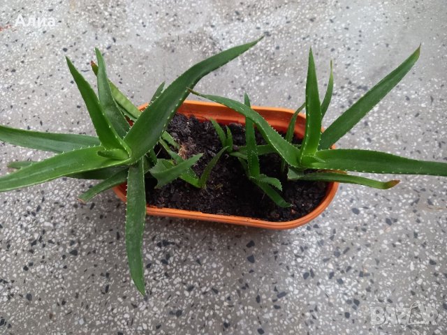 Алое 5 корена, снимка 2 - Градински цветя и растения - 38579086