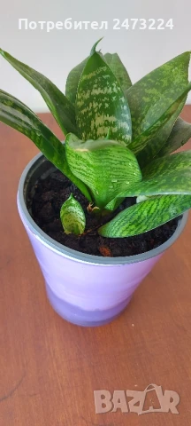 Сансевиери различни и спатифилум , снимка 8 - Стайни растения - 35698631