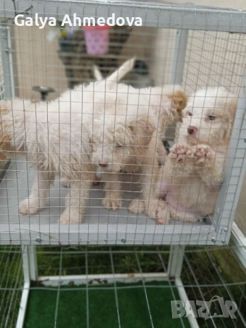 Лагото романьоло , снимка 3 - Други - 52513113