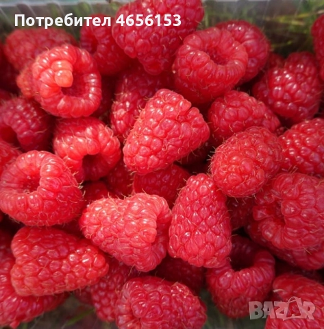 КОРЕНИ МАЛИНИ сорт Люлин и Херитидж, снимка 2 - Разсади - 52675703