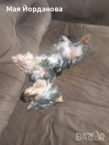 Търси си дама, снимка 4 - Йоркширски териер - 53482967