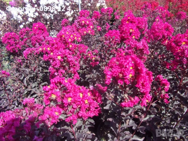 Индийски люляк Lagerstroemia indica Black Diamond Crimson red, снимка 5 - Разсади - 51236684