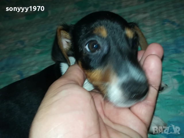 ДЖАК И ОЩЕ КАК-ВИДИН 250ЛВ ЖЕНСКО 0711252143, снимка 2 - Джак ръсел териер - 52337098