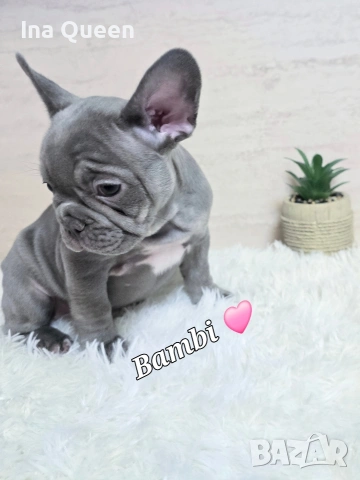 Родословни Френски Булдог Лилак , снимка 4 - Френски булдог - 53242833