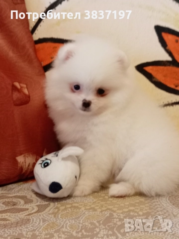 6 мъжки и 1 женско, снимка 3 - Померан - 52996319