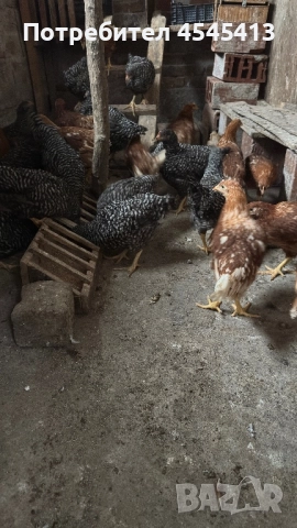 Кокошки ярки, уоман барун и спербек, снимка 4 - Кокошки и пуйки - 52341582