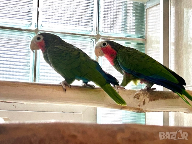 разпродажба, снимка 3 - Папагали - 52749570