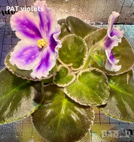 Saintpaulia Сейнтполия Сентполия African Violet Aфриканска теменужка стайна теменужка Фiалка, снимка 16 - Стайни растения - 50025772