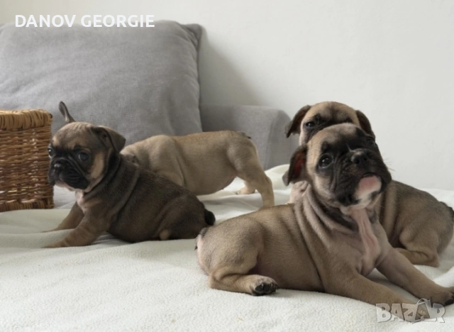 Френски булдог-кученца, снимка 5 - За кучета - 53227094